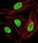 SAP30BP Antibody (Center)